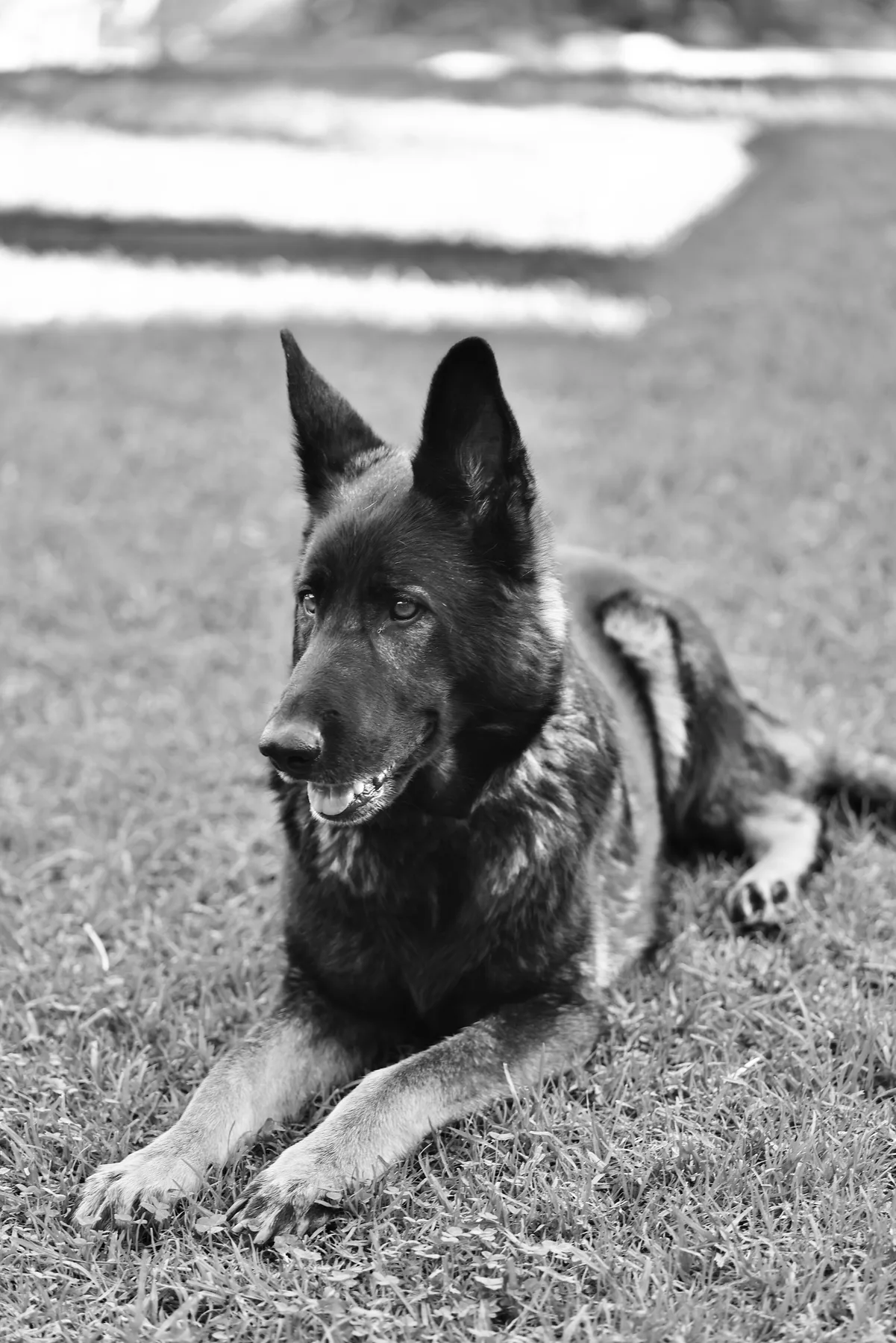 Black and white dog